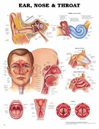 Anatomical Chart Company Anatomical Chart Ear, Nose and Throat 20 X 26 Inch Heavy Paper Unmounted Laminated – 9781587791161