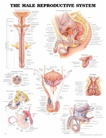 Anatomical Chart Company Anatomical Chart Male Reproductive System 20 X 26 Inch Heavy Paper Grommets Laminated – 9781587790300