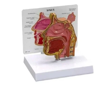 Anatomical Chart Company Basic Sinus Model – G285