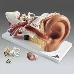 Anatomical Chart Company Ear Model – E10