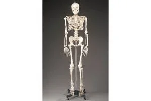 Dynatronics Budget Bucky Skeleton Model Adult Plastic – ARMCH10