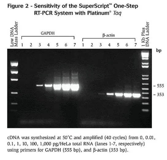Fisher Scientific Invitrogen Platinum SuperScript Test Kit Molecular Diagnostic One-Step RT-PCR System with Platinum Taq DNA Polymerase 100 Reactions – 10-928-042