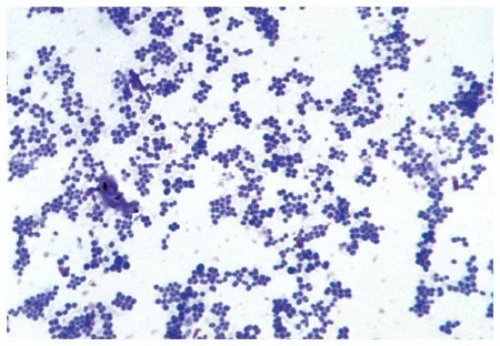 Fisher Scientific SLIDE BACTERIA BASIC 25/EA JOHANNES LIEDER – S68789