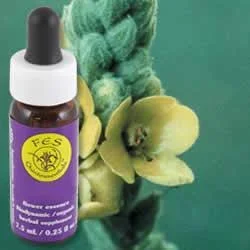 Flower Essence Services Mullein (0.25 fl oz) #8314