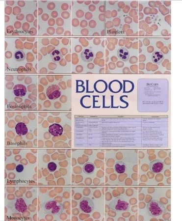 Market Lab Inc Anatomical Chart Blood Cell 18-1/2 X 23-1/2 Inch Plastic Laminated – 5499