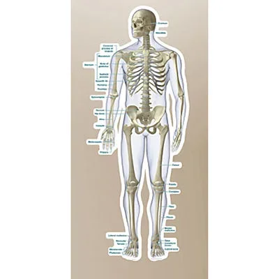 Skeletal System Vinyl Poster by Body Part Chart