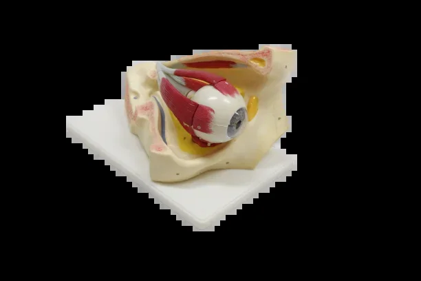 XC316B Eye Model with Orbit